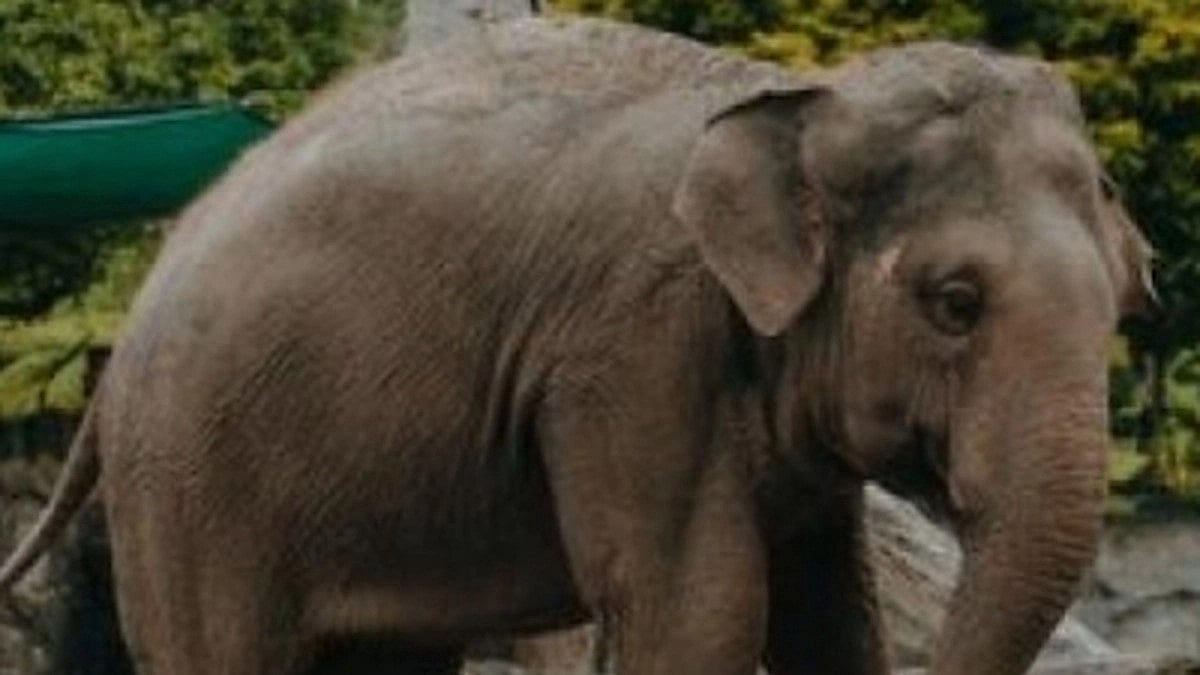 Tusker 'Arikomban' now at Kanyakumari forest range