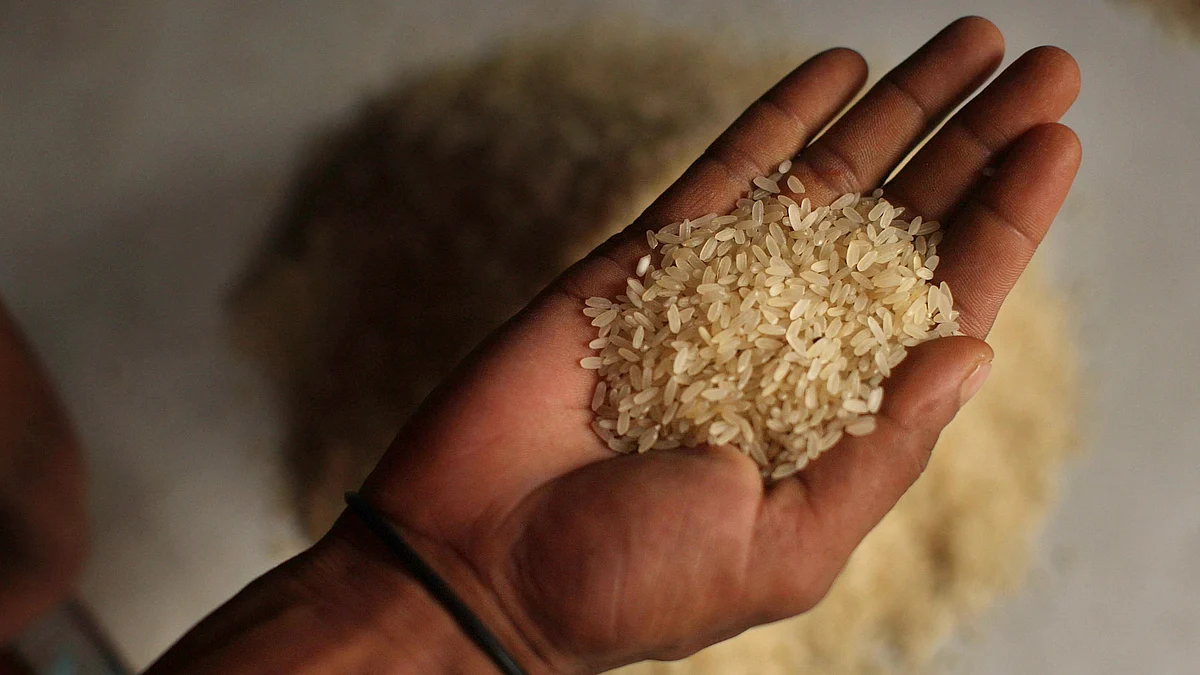 What price broken rice? Representative image of a handful of rice grains (photo: Spencer Platt/Getty Images)