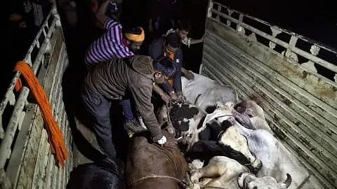 Nuh's cow vigilantes drive cattle traders to forsake age-old profession