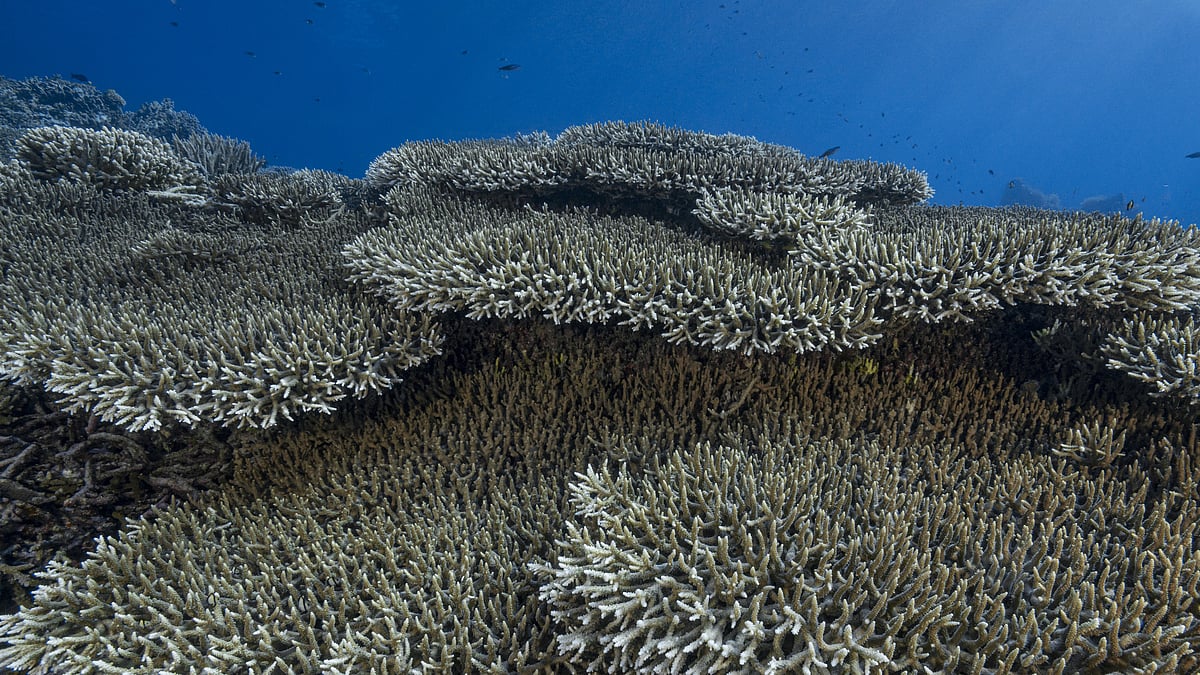 IN PHOTOS: Re-seeding the Coral Triangle 