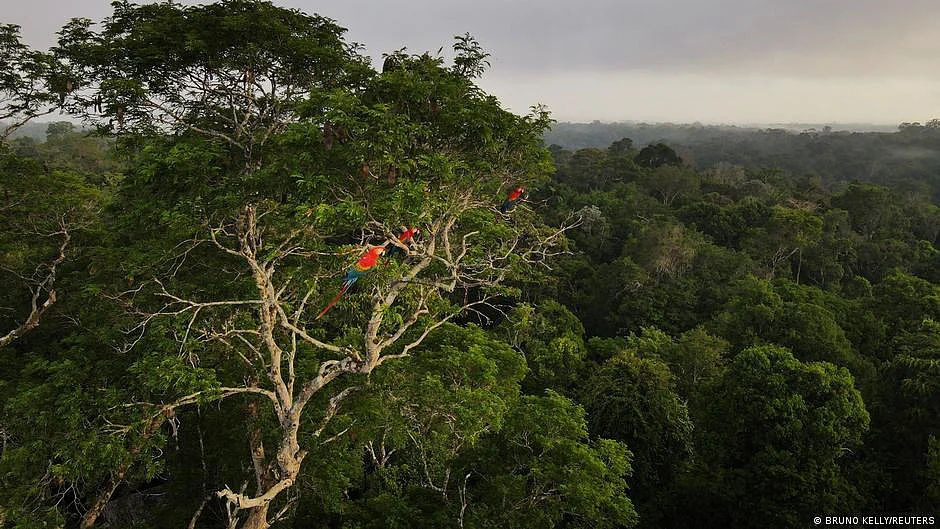 Amazon rainforest study: Brazil led deforestation in 2022 (photo: DW)