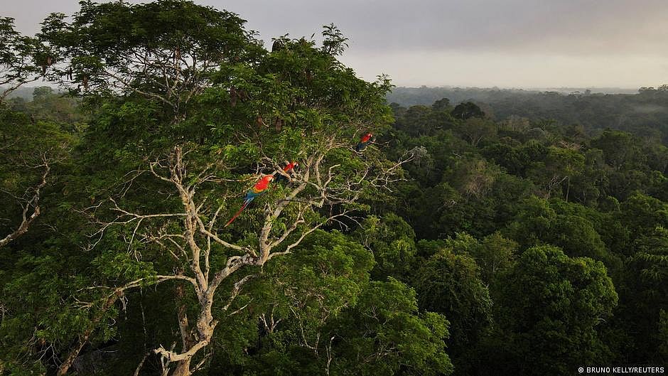 Amazon rainforest study: Brazil led deforestation in 2022 (photo: DW)