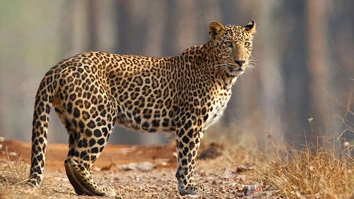 Leopard (Photo: NH File Photo)