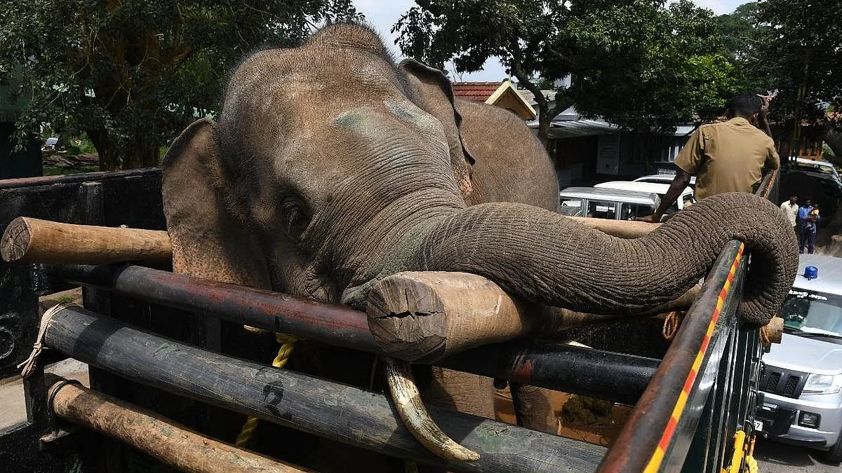 Arikomban being taken in a truck (photo courtesy @AvsNamboodiri/Twitter)