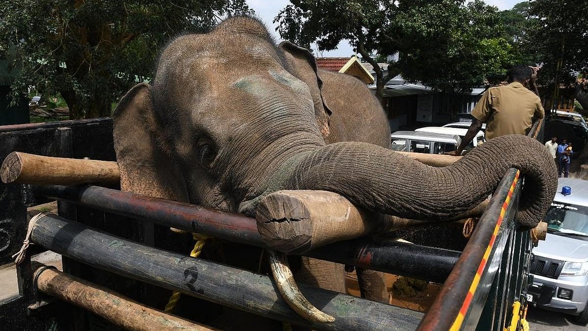 Arikomban being taken in a truck (photo courtesy @AvsNamboodiri/Twitter)