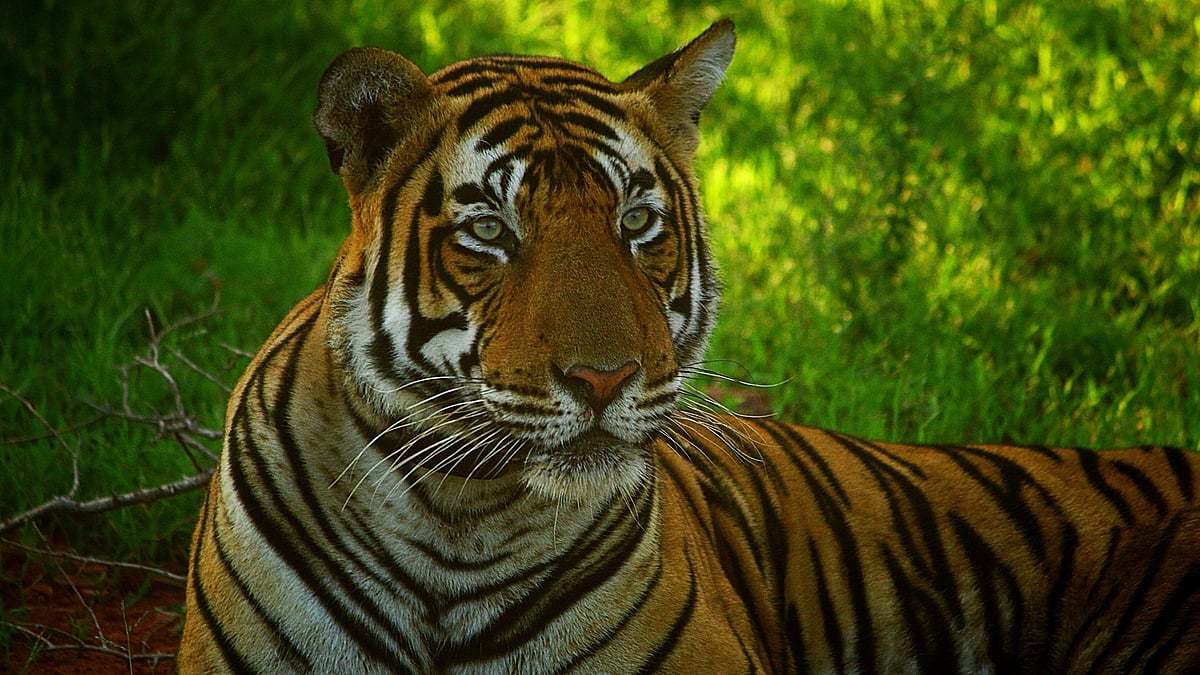 Exhibition to commemorate 50 years of Project Tiger in Bengaluru 