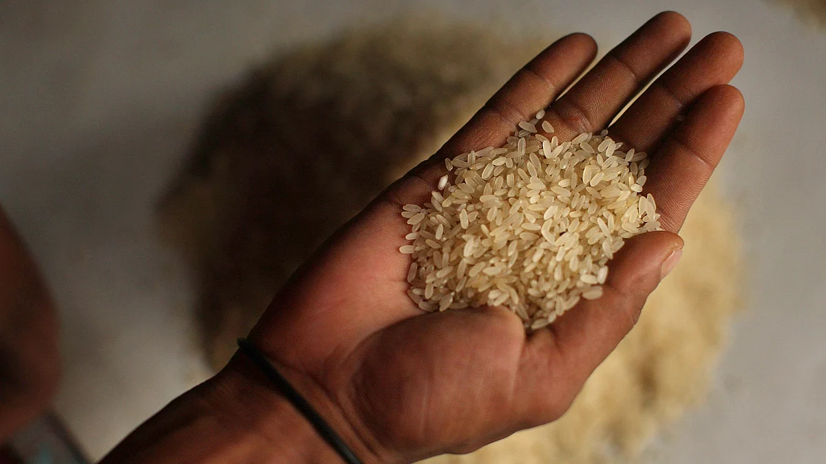 Representative image of a man holding a handful of rice grains.  