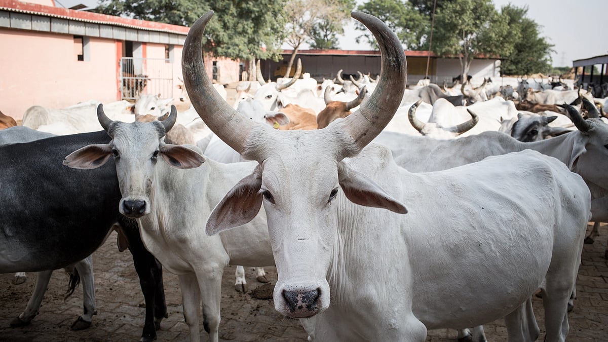 Cows seized by cow vigilante groups  (photo: Getty Images)