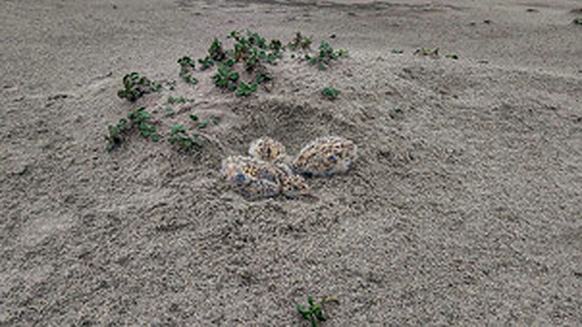 Endangered Indian skimmers breed at Vikramshila Gangetic Dolphin Sanctuary