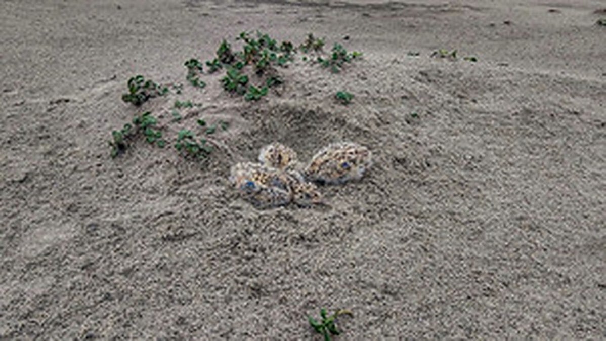 the first breeding site of endangered Indian skimmers (Photo Courtesy: PTI)