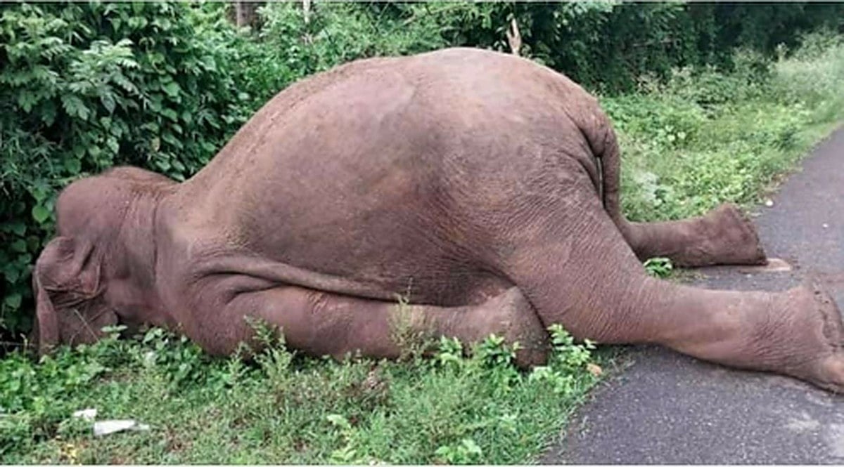 Elephant electrocution in Karnataka: Farmer booked under Wildlife Act