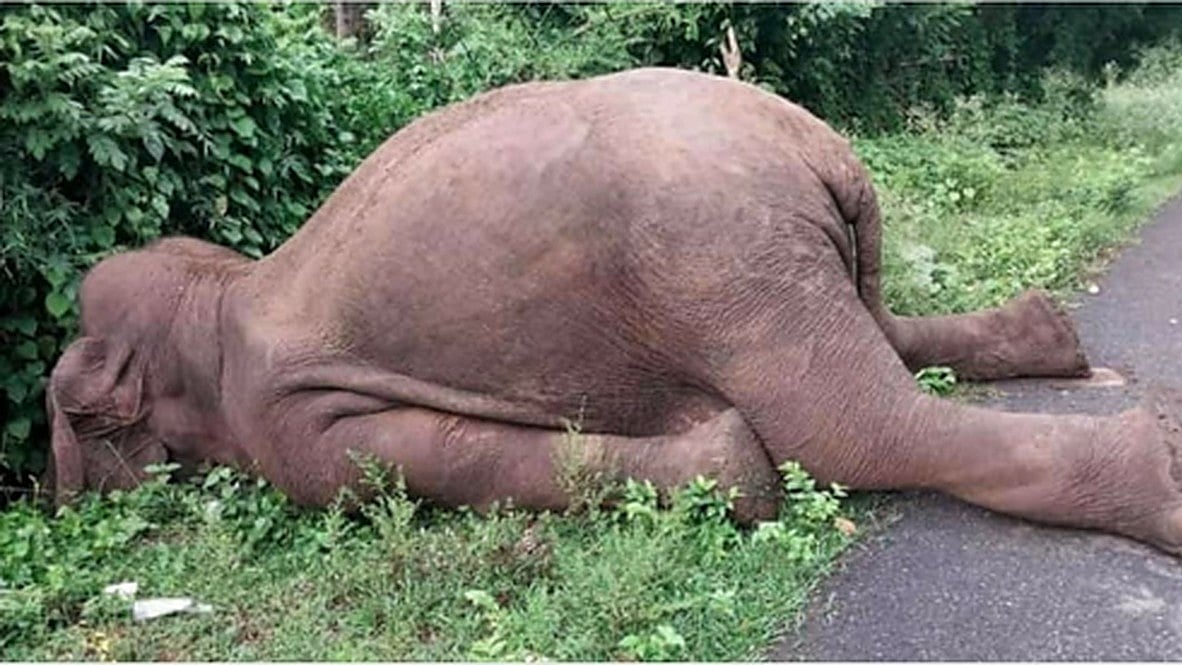 The elephant died in the early hours of Thursday (Photo: IANS)