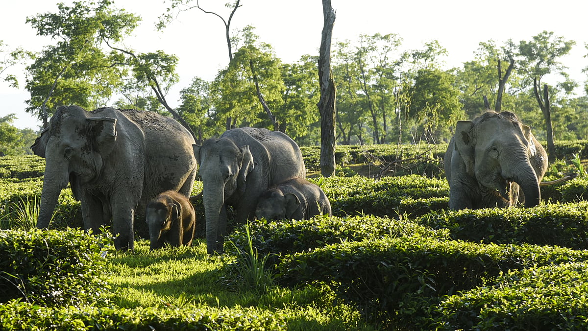 Mother elephant kills two after calf dies; WB CM announces compensation for families of dead men
