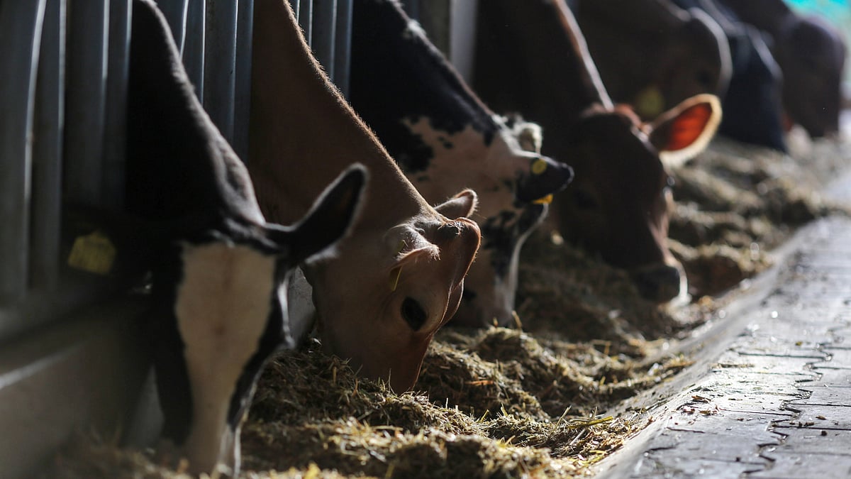Animal husbandry ministry withdraws contentious draft Livestock Bill
