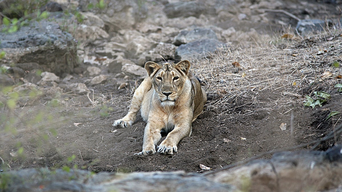 Concerns mount for Asiatic lions, Great Indian Bustards as Cyclone Biparjoy approaches