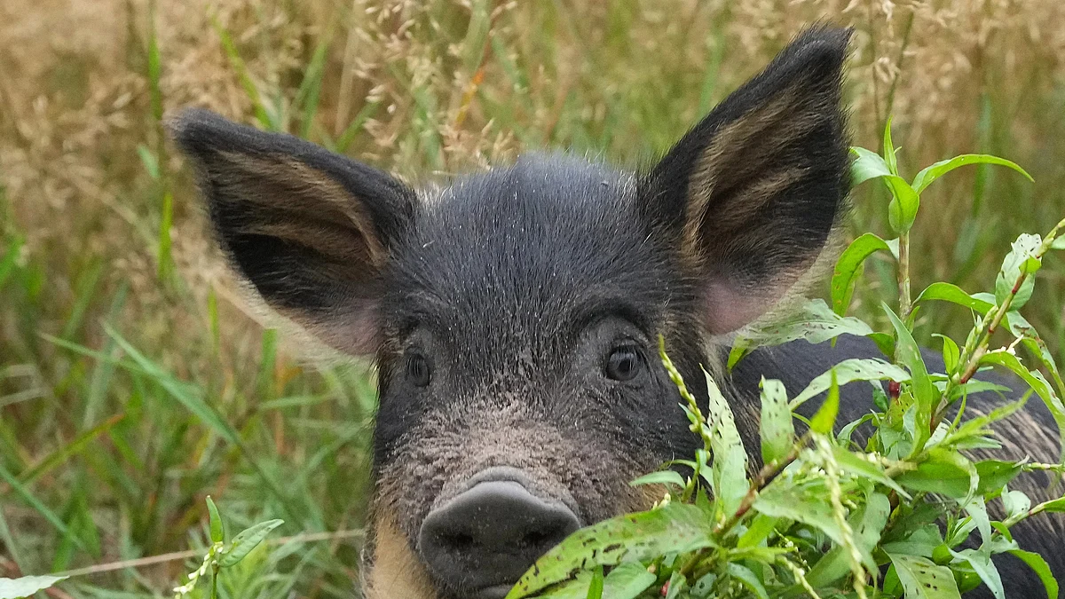 Representative image of a pig (photo: Getty Images)