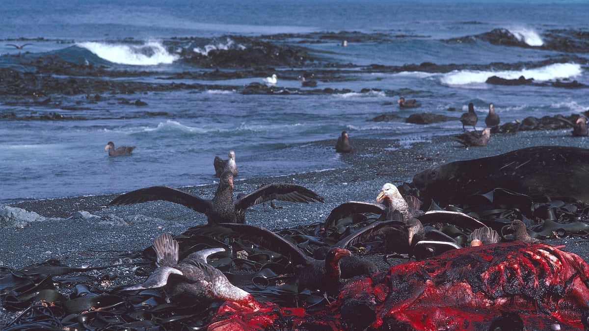 Australia govt decides to triple size of Macquarie Island Marine Park
