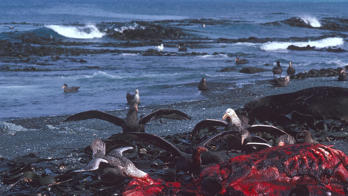 Macquarie Island, Tasmania, Australia (photo: Getty Images)