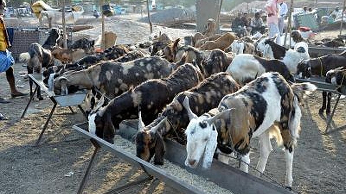 Two goats will 'Allah' mark sold in Lucknow for Rs 51 lakhs