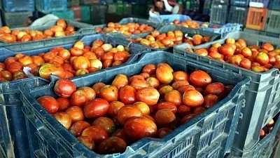 Representative image of tomatoes (photo: IANS)