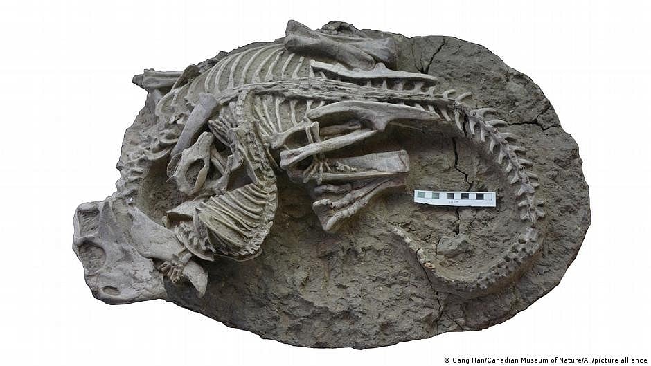 Small mammals may have hunted dinosaurs for food — study