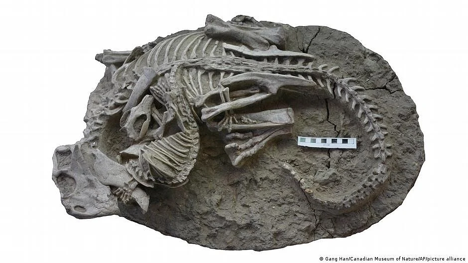 Small mammals may have hunted dinosaurs for food — study (photo: DW)