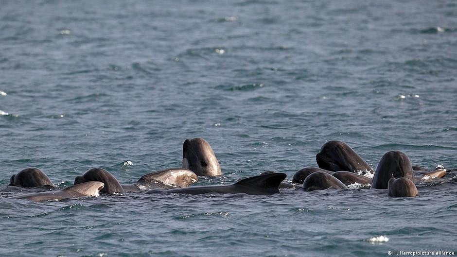 More than 50 whales dead in mass beaching on Scottish isle