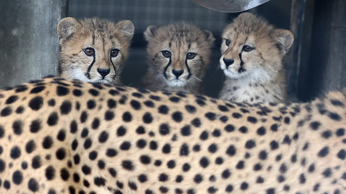 "Half the cheetahs could die in a year": Project Cheetah action plan expected this