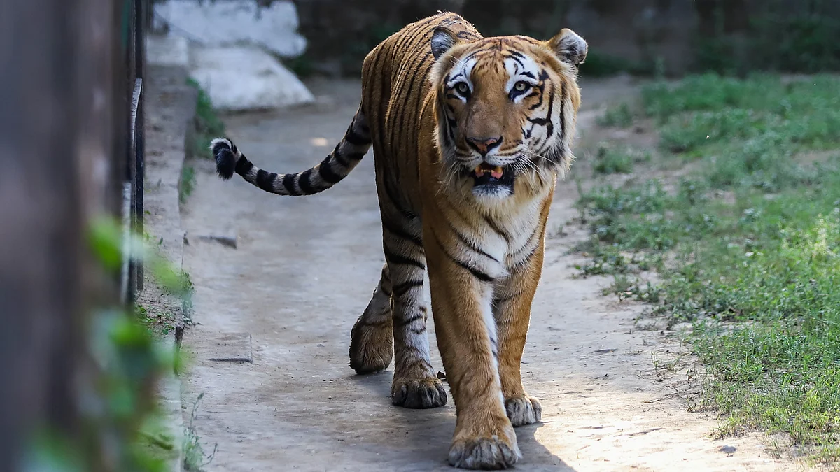 Royal Bengal Tiger inside the National Zoological Park (Photo: Getty Images)