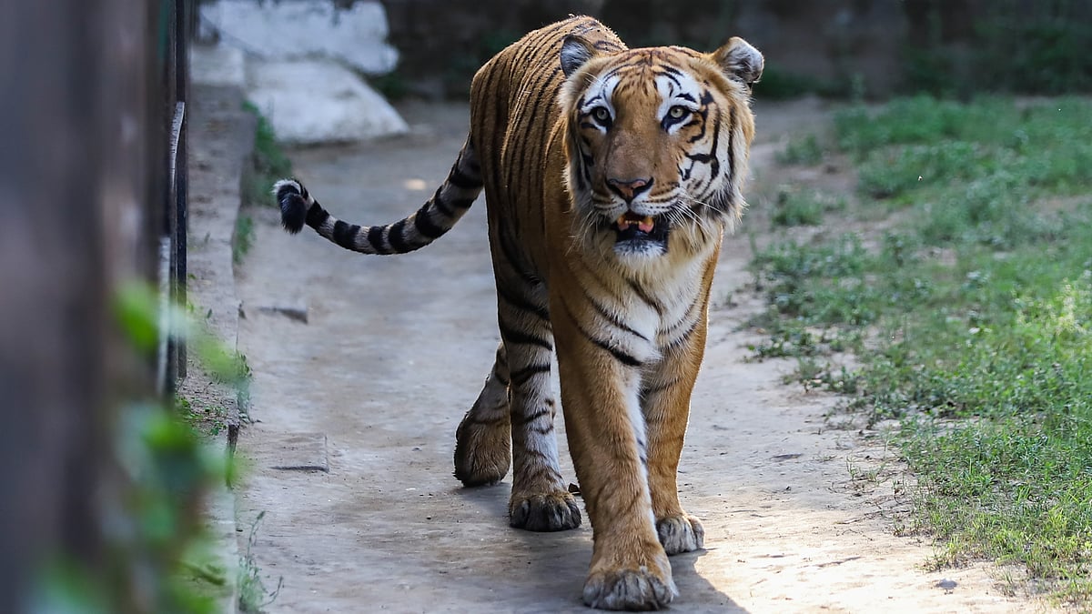 Royal Bengal Tiger inside the National Zoological Park (Photo: Getty Images)