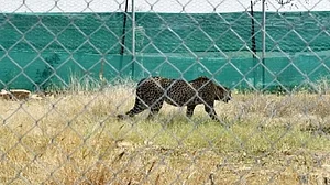 Cheetah Tejas died as he could not recover from traumatic shock post-violent fight: Post-mortem report
