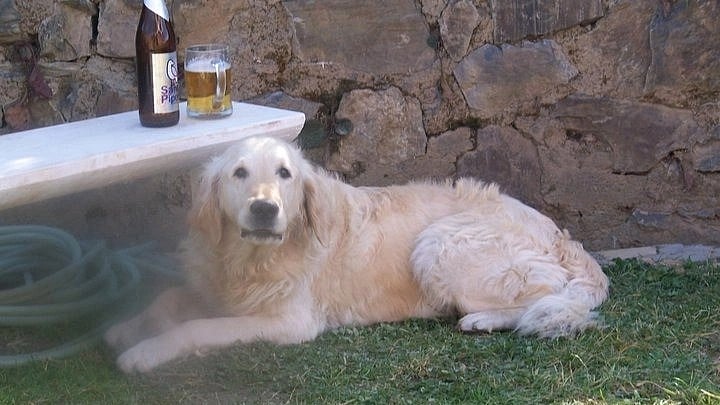 The final goodbye: Be with your pet at the End
