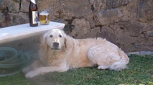 The final goodbye: Be with your pet at the End