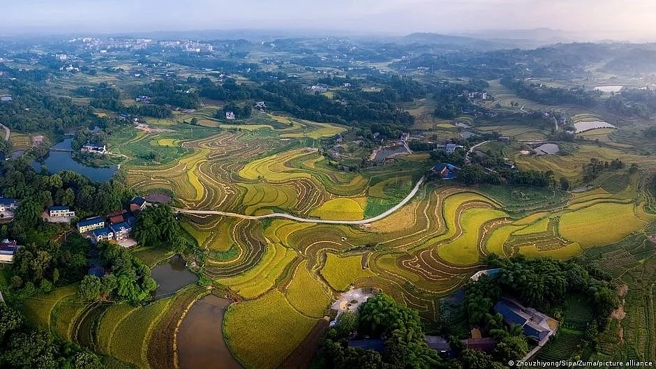 GM food: The best way for sustainable food production? (photo: DW)