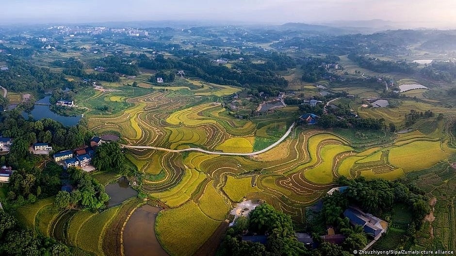 GM food: The best way for sustainable food production? (photo: DW)