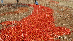 A file photo of tomatoes stocked in a field (Photo: NH)
