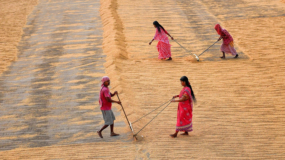 Workers seen creating long columns of rice before walking along and spreading the piles with their feet and rakes (Photo: Getty Images)