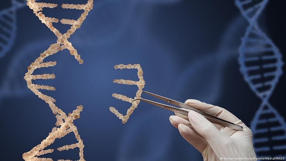 GM food: EU rethinks rules on genetically modified crops