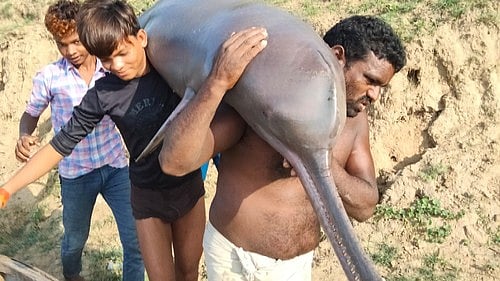 UP fisherman held for killing dolphin & feasting on it