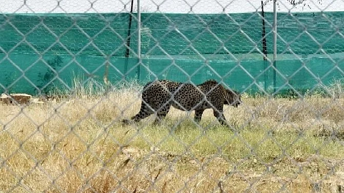 One of the 12 cheetahs from South Africa, after being released into an enclosure at Kuno National Park in Madhya Pradesh in February 2023. (photo courtesy ANI)