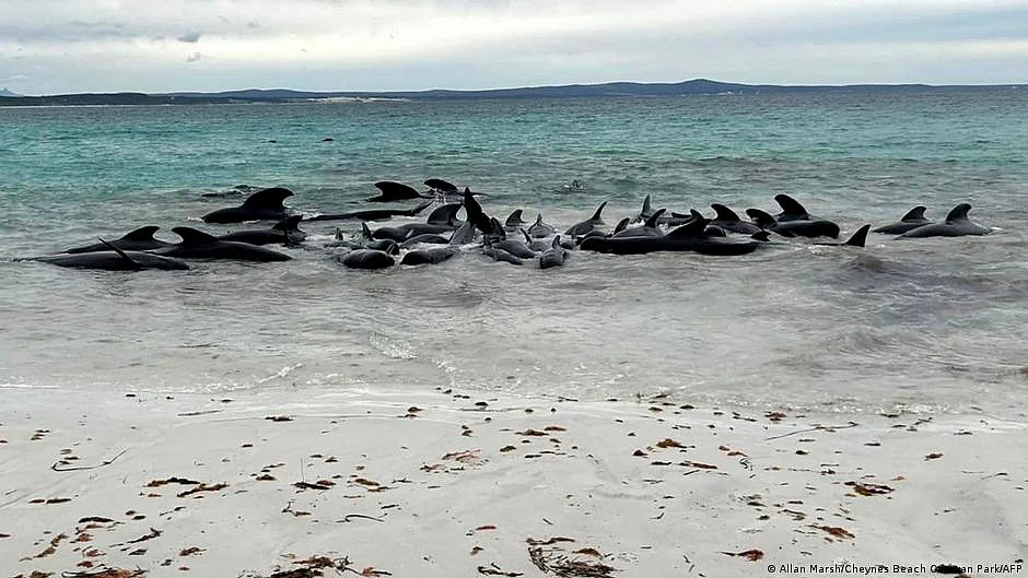 The phenomenon is believed to indicate either stress or illness within the pod (Photo: DW)