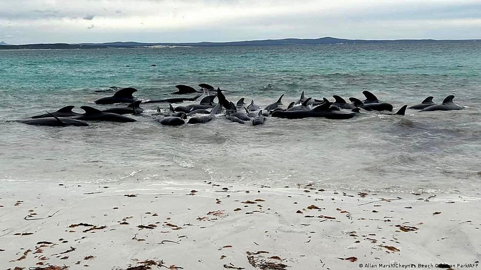 The phenomenon is believed to indicate either stress or illness within the pod (Photo: DW)