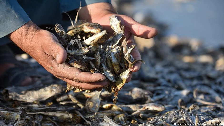 Representative image of fish (Photo: National Herald Archives)