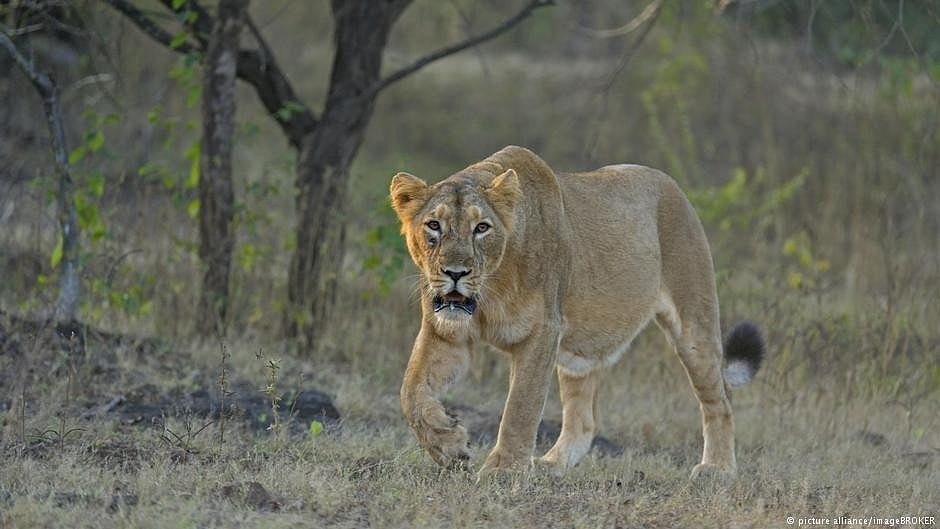 3 of 5 lion cubs die in Etawah lion safari