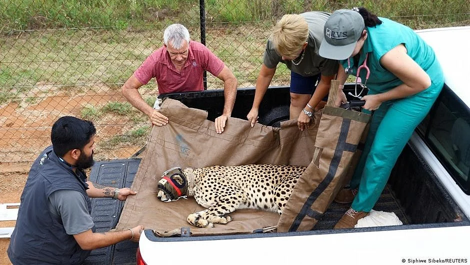 Were those hoods on the African cheetahs at their introduction to Kuno prophetic of their fate in India?