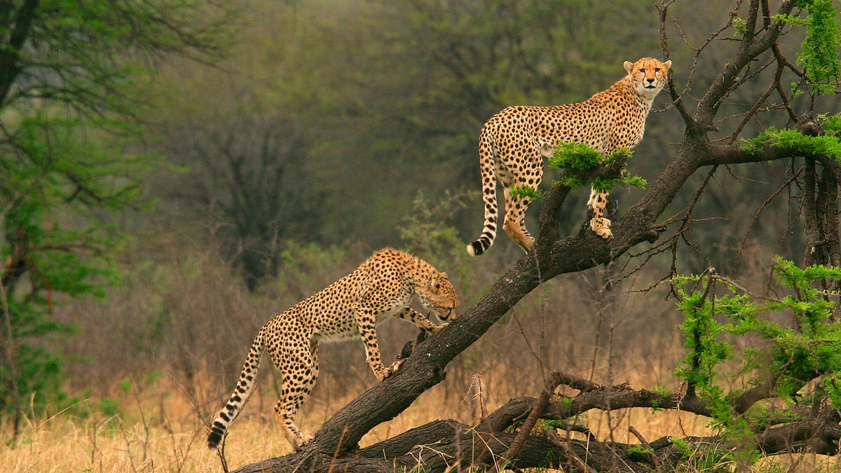 Representative image of two cheetahs. (photo: Getty Images)