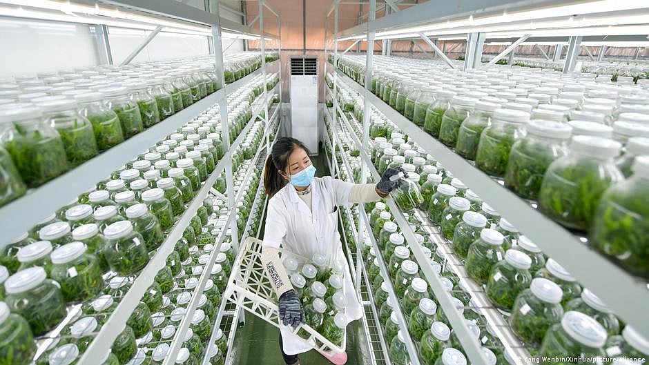 Food security: Can AI and genome editing help?
