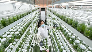 Food security: Can AI and genome editing help?