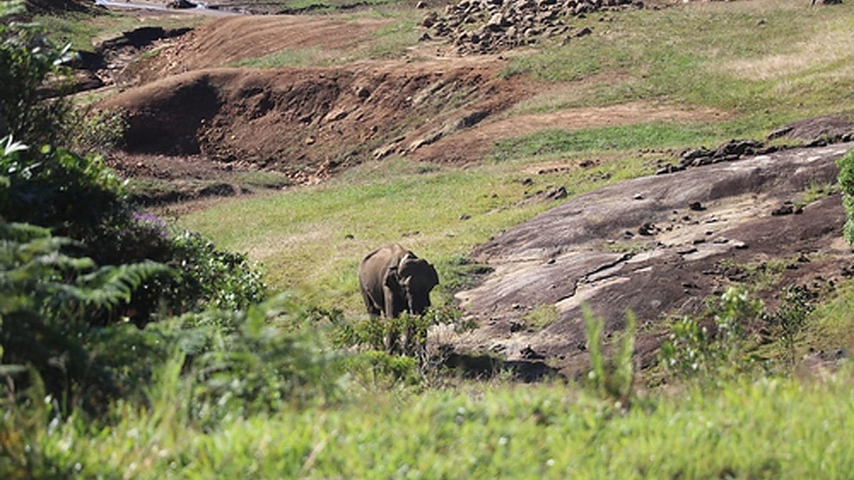 TN forest department captures 'Makhna' elephant, third time in six months