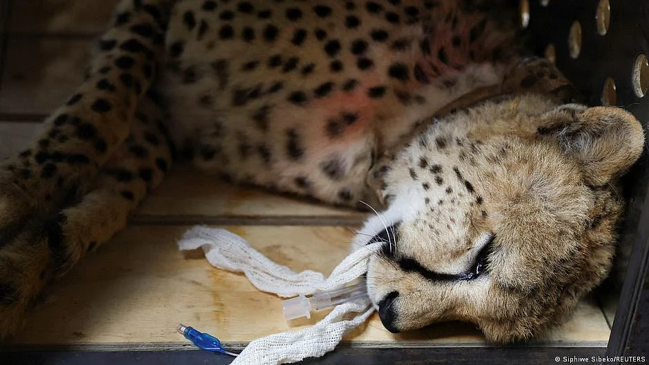Representative image of a cheetah (photo: DW)